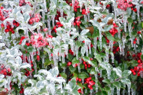 ice berries winter ice storm
