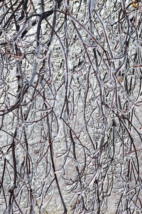 ice branches winter season