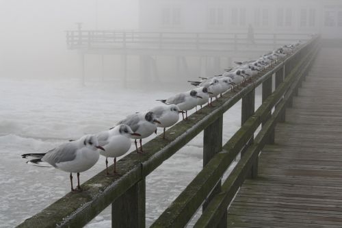 ice cold usedom baltic sea