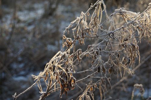 ice cream frost winter