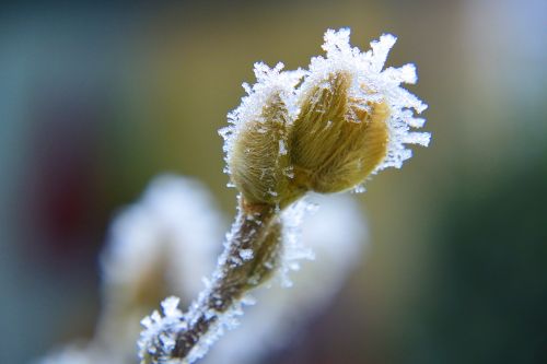 ice crystal frozen macro