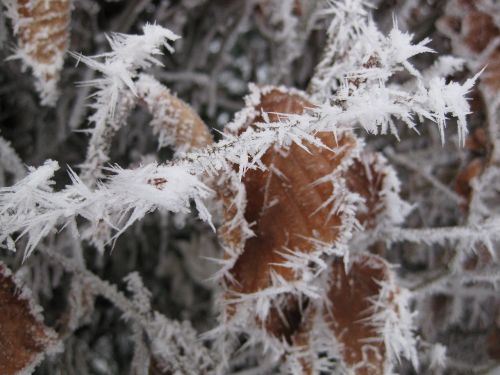 ice crystals nature cold