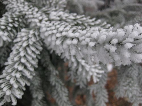 ice crystals winter frost