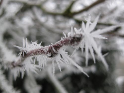 ice crystals frozen cold