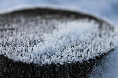 ice crystals trunk tree