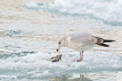 ice fishing gull winter