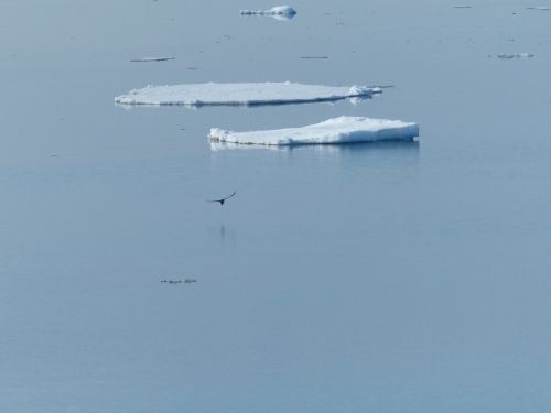 ice floe norwegian sea gull