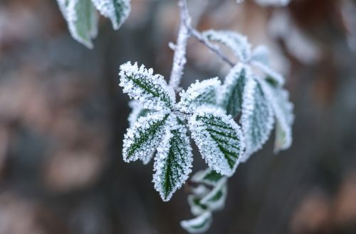 ice flowers wintry leaf