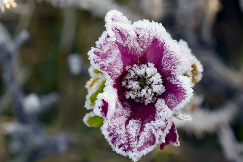 ice flowers rose hoarfrost