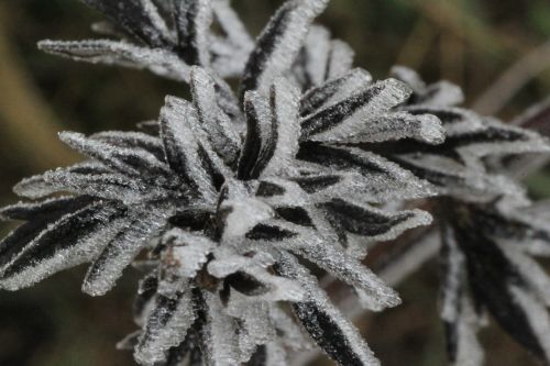 ice flowers eiskristalle frozen
