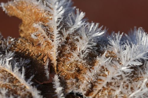 ice flowers frozen frost