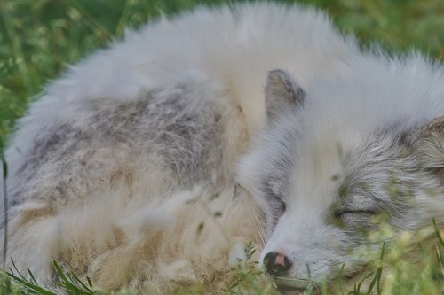 ice fox  fuchs  white