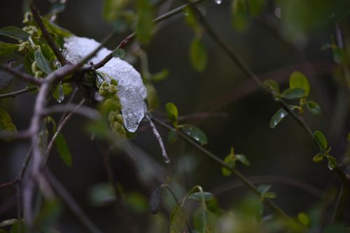 Ice On A Leaf