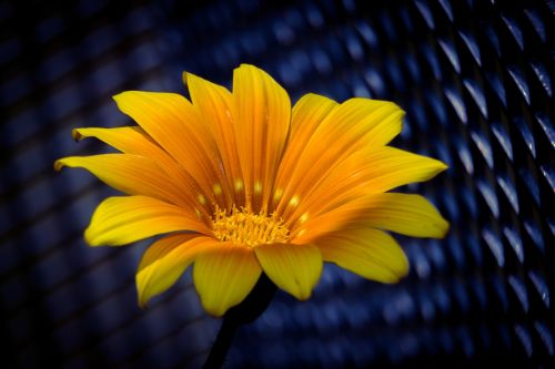 ice plant flower blossom