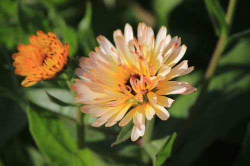 ice plant flower orange