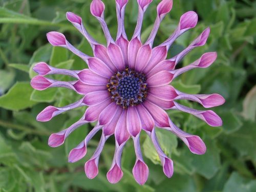 ice plant african daisy purple