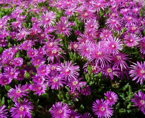 ice plant purple flowers