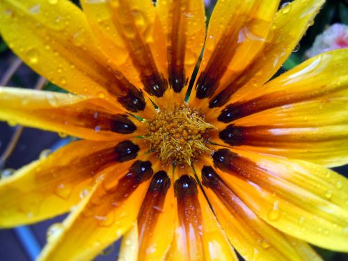 ice plant blossom bloom