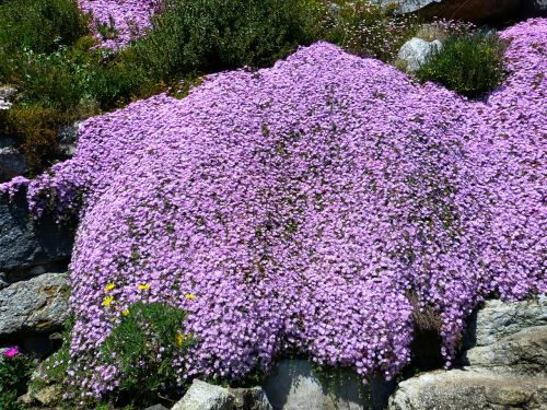 ice plant lampranthus pink