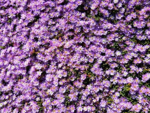 ice plant lampranthus pink