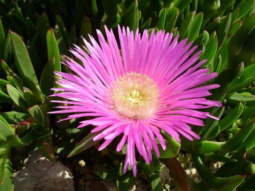 ice plant hottentottenfeige succulent