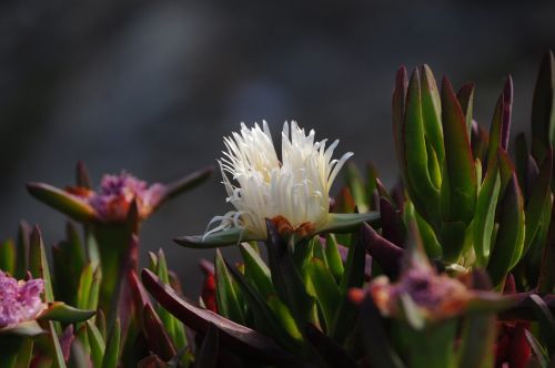 ice plant nature flora