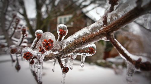 ice storm frozen branch