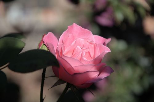 iceberg pink rose fragrant