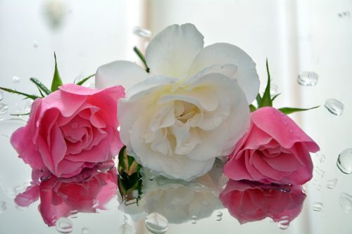 icebergs fragrant roses