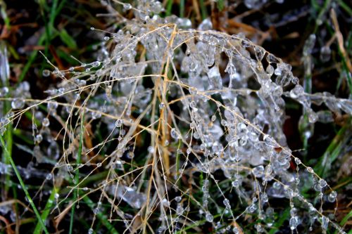 Iced Grass