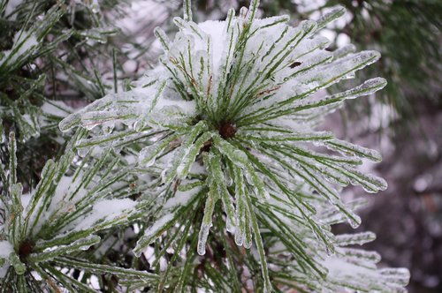 iced pine needles  ice  snow