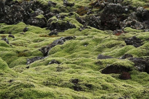 iceland moss green