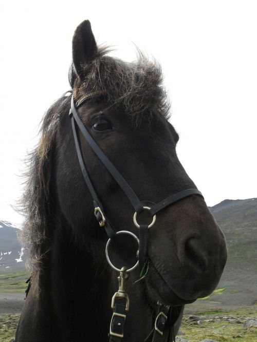 iceland iceland horse icelanders