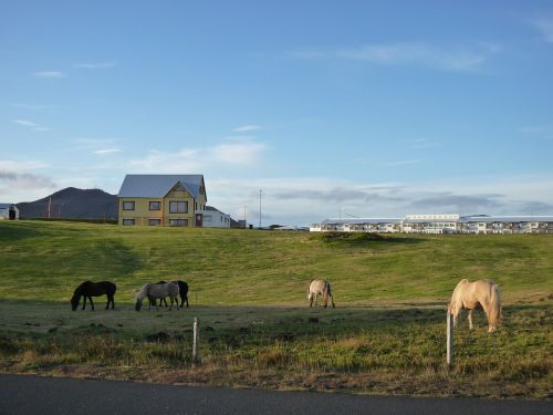 iceland nature horses