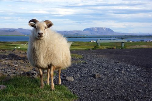 iceland ship nature