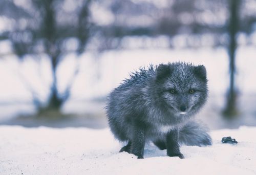 iceland fox gray