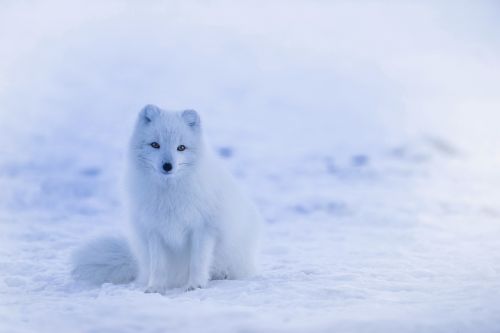 iceland arctic fox animal
