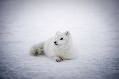 iceland arctic fox animal