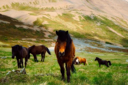 iceland horses wild