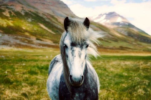 iceland horse pony