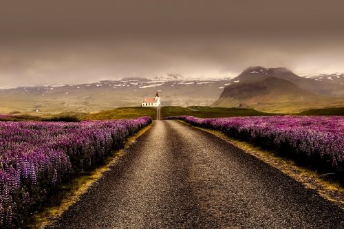 iceland flowers landscape