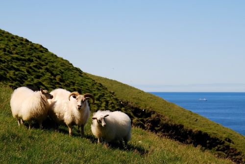 iceland sheep animals