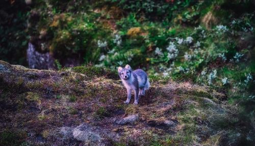 iceland arctic fox animal