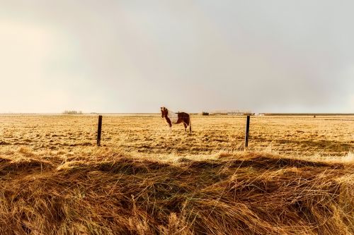 iceland horse animal