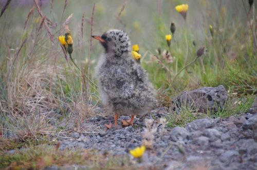 iceland bird chick