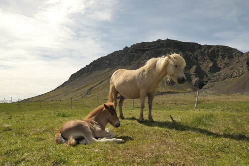 iceland horse pasture