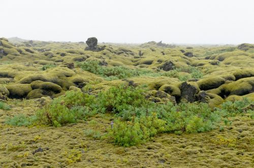iceland lávamező lichen