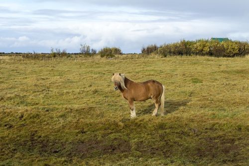 iceland horse the icelandic horse