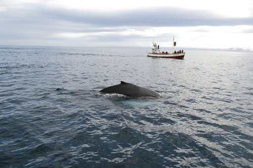 iceland  kit  whale watching