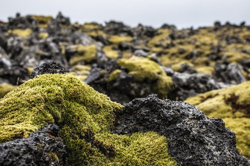 iceland  moss  green